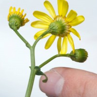 Oxford Ragwort